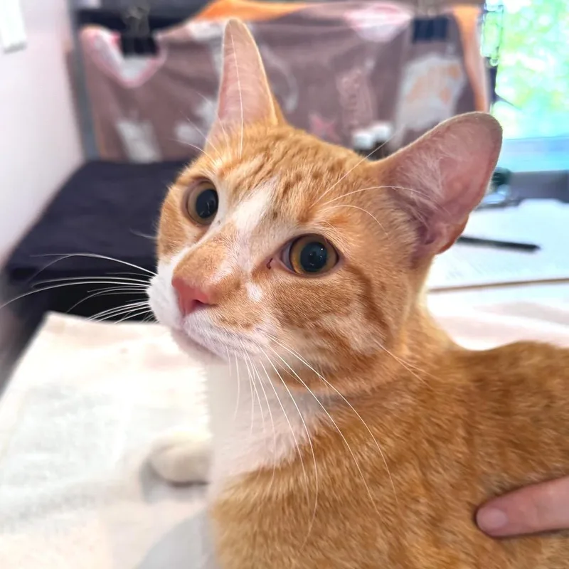 An adult large-sized male Orange / Red Domestic Short Hair cat named Creamed Corn for adoption in Salisbury, MA