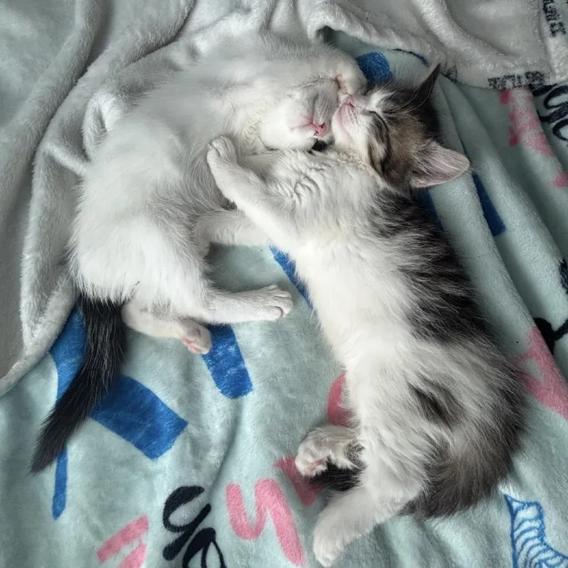 A baby small-sized male White Domestic Short Hair cat named Milo for adoption in York, PA