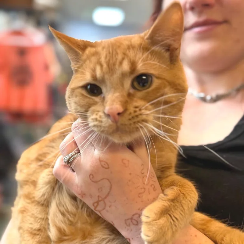 An adult medium-sized male Orange / Red Domestic Short Hair cat named Shore for adoption in Idaho Falls, ID