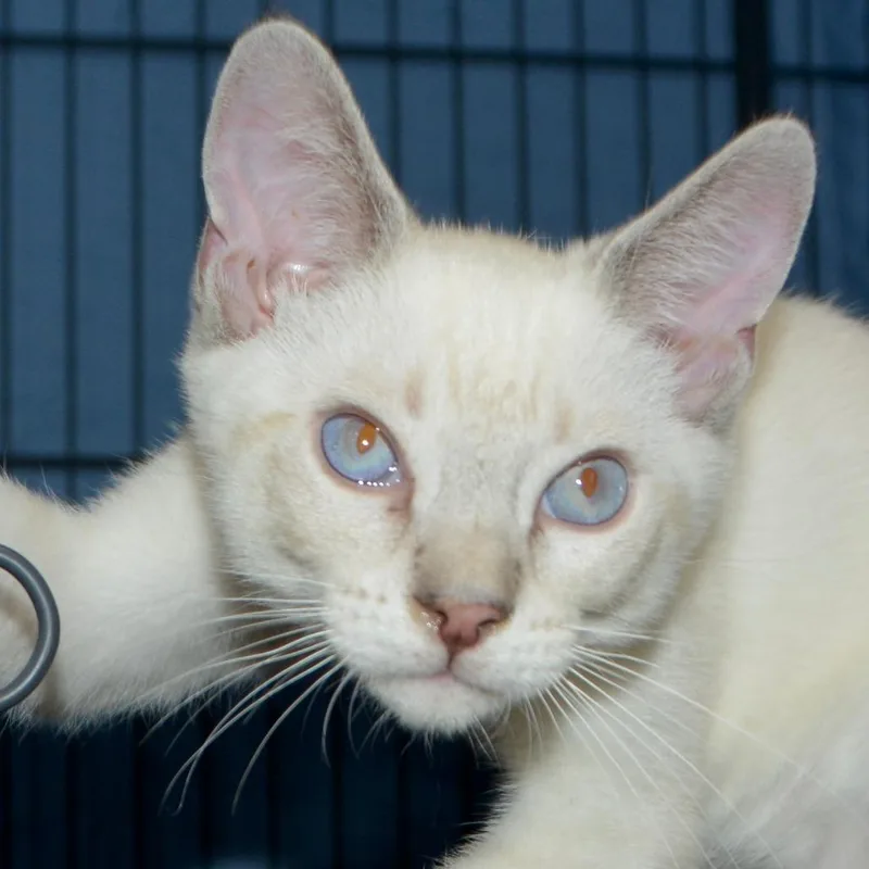 A baby small-sized male Lilac Point Domestic Short Hair cat named Koji for adoption in Los Angeles, CA