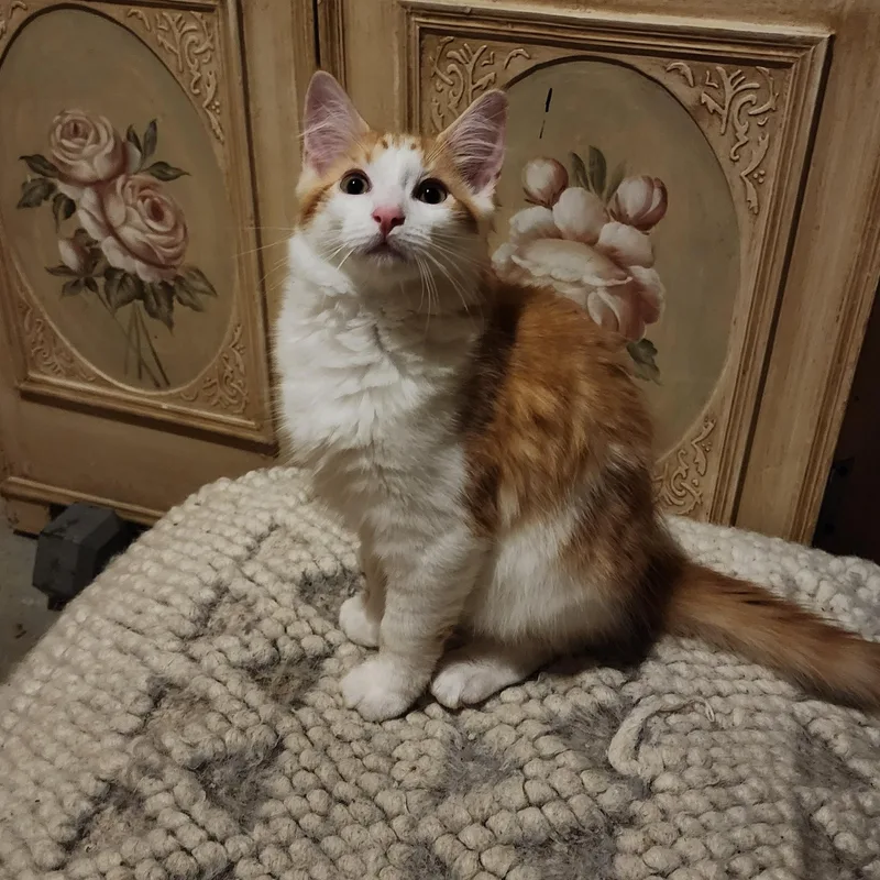 A baby medium-sized male Domestic Long Hair cat named Goldie for adoption in Mayfield, NY