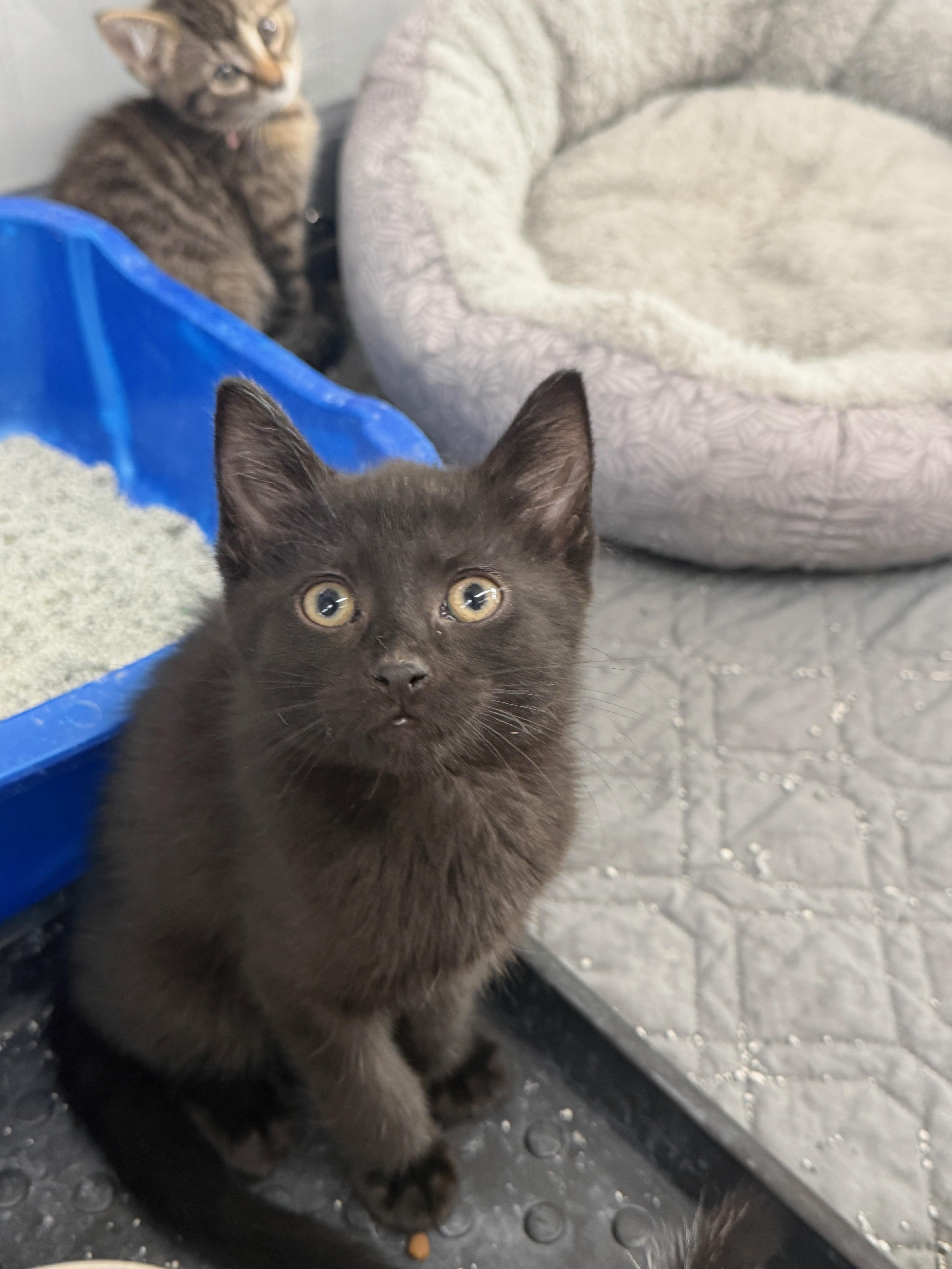A baby small-sized male Black Domestic Short Hair cat named Hunter for adoption in Wayland, MI