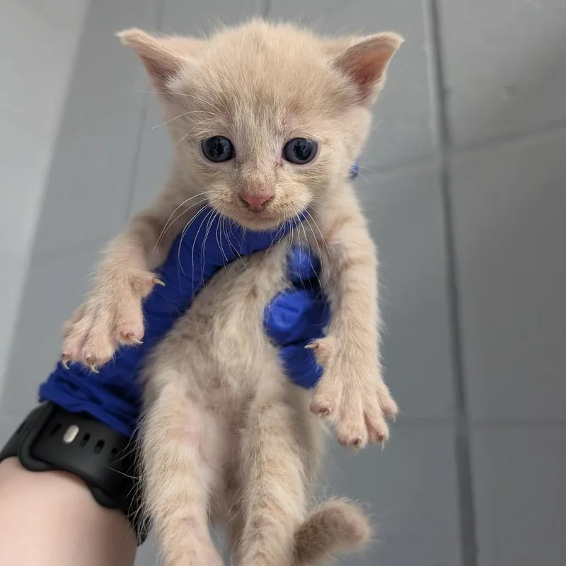 A baby small-sized male Orange / Red Domestic Short Hair cat named Apashe for adoption in West Olive, MI