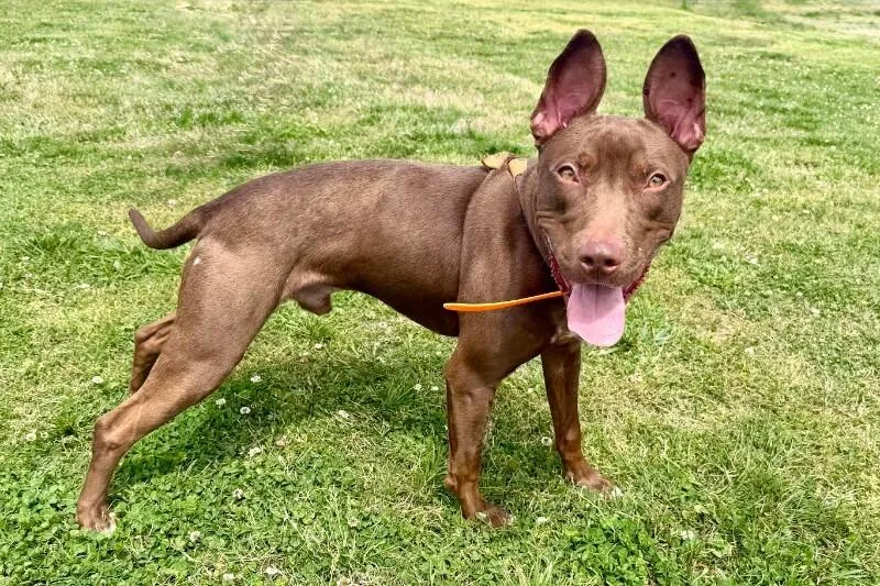 A baby medium-sized male Brown / Chocolate Pit Bull Terrier dog named Ares for adoption in Maryville, TN