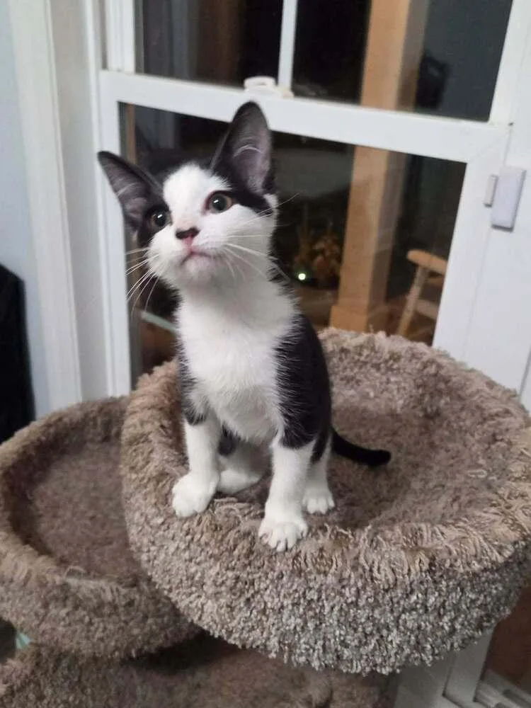 A baby small-sized female Black & White / Tuxedo Domestic Short Hair cat named Lil Mama for adoption in Statesboro, GA