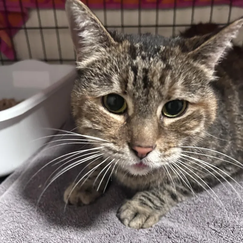 A senior large-sized female Torbie Domestic Short Hair cat named Belinda for adoption in Chino Hills, CA