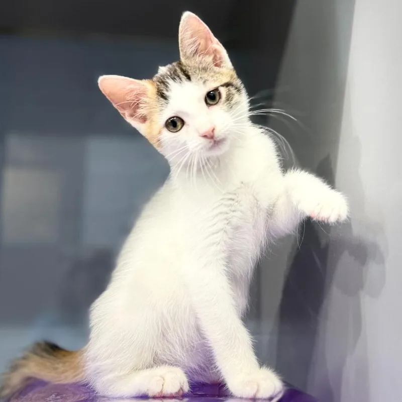 A baby small-sized female Calico Domestic Short Hair cat named Brie C for adoption in Minnetonka, MN