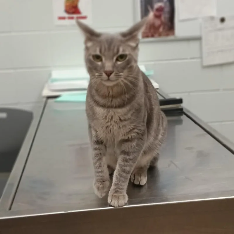 A young large-sized male Gray / Blue / Silver Domestic Short Hair cat named Smokey for adoption in Chattanooga, TN