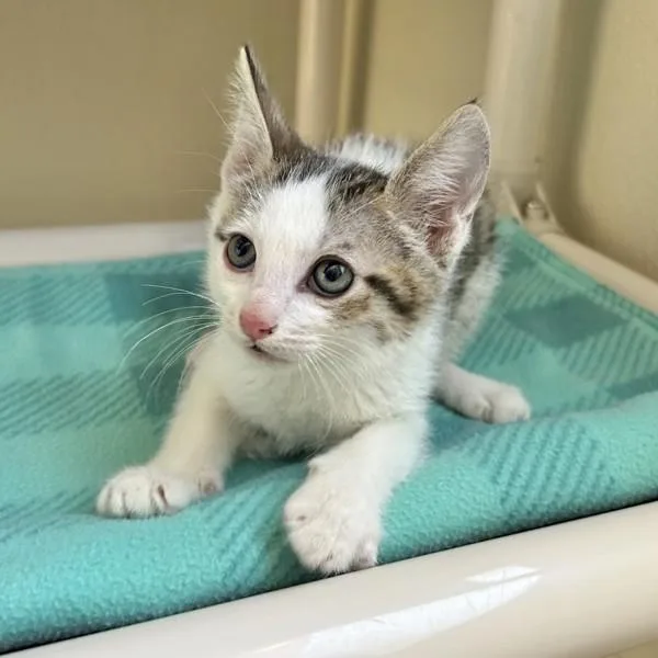 A baby medium-sized male Domestic Short Hair cat named Mateo for adoption in Dublin, CA