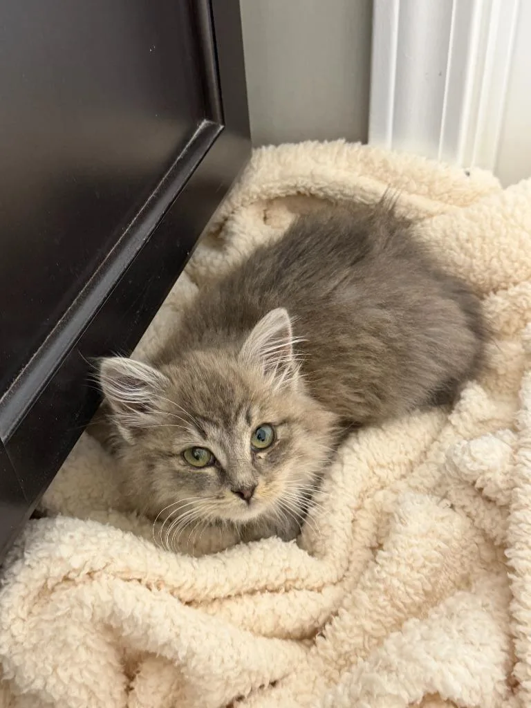 A baby medium-sized female Domestic Long Hair cat named Celeste for adoption in Youngsville, NC