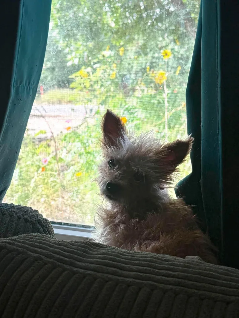 Oscar