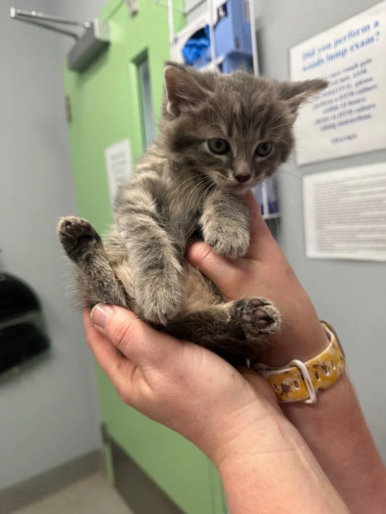 A baby medium-sized male Domestic Medium Hair cat named Katydid for adoption in Bloomington, IN