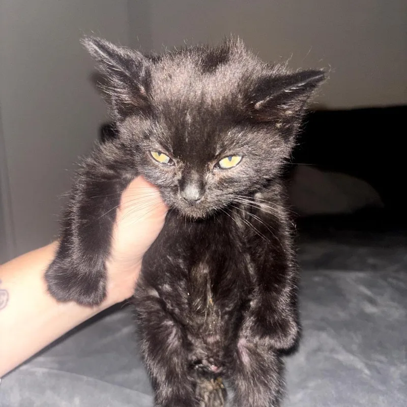 A baby small-sized female Black Domestic Short Hair cat named Velma for adoption in Long Beach, CA