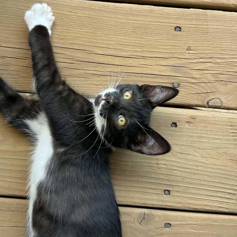 A baby medium-sized male Black & White / Tuxedo Domestic Short Hair cat named Canyon for adoption in Kentwood, MI