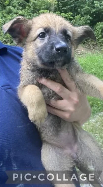 A baby medium-sized female Yellow / Tan / Blond / Fawn Golden Retriever dog named Harbor for adoption in Wonder Lake, IL