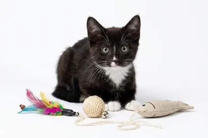A baby small-sized female Domestic Medium Hair cat named Lavender for adoption in Cumming, GA