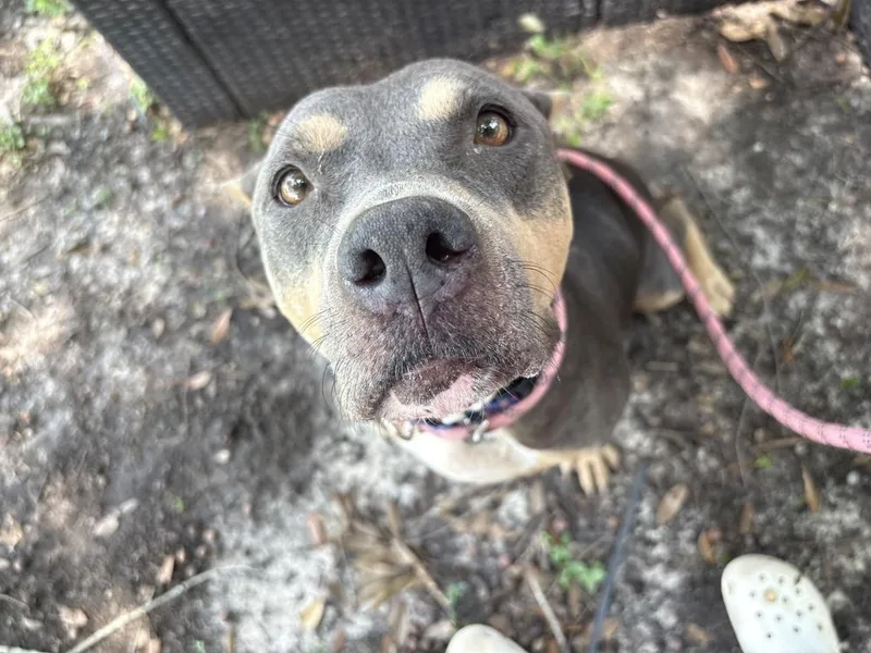 An adult medium-sized female Gray / Blue / Silver American Bulldog dog named Lauren for adoption in Lakeland, FL