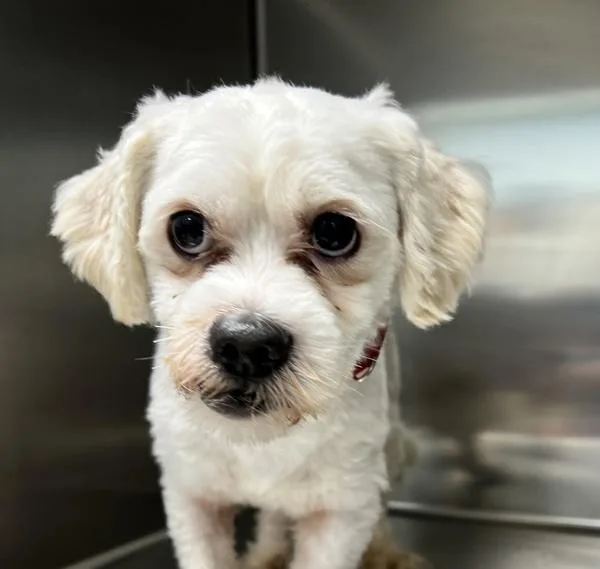 An adult small-sized male Bichon Frise dog named Marvin Martian for adoption in Sioux City, IA