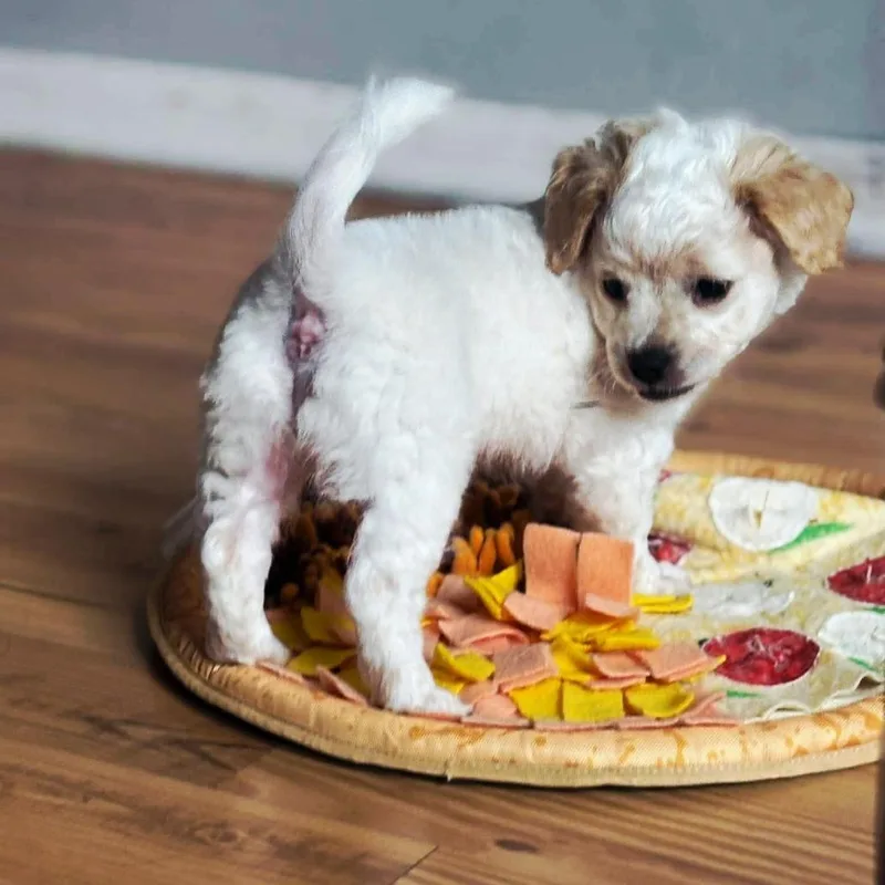 A baby small-sized female White / Cream Chihuahua dog named Lola for adoption in Montgomery, TX