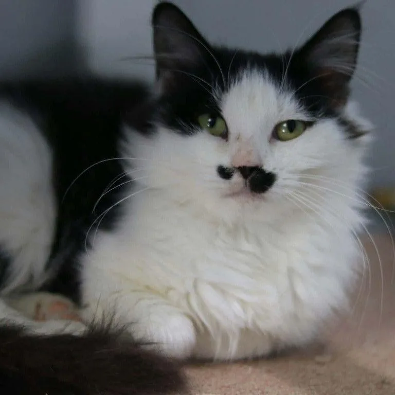 A young medium-sized female White Domestic Medium Hair cat named Stashy for adoption in Wilmington, DE
