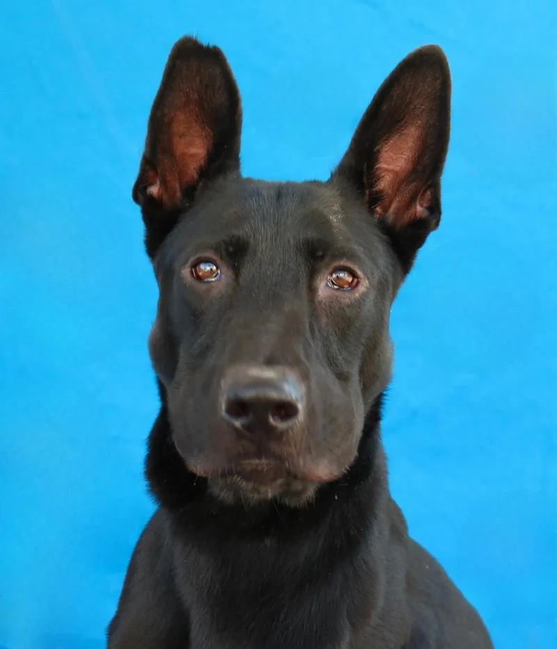 An adult medium-sized male German Shepherd Dog dog named Milo for adoption in Pasadena, CA