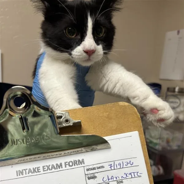 A baby small-sized female Black Domestic Medium Hair cat named Clarinet for adoption in Tempe, AZ