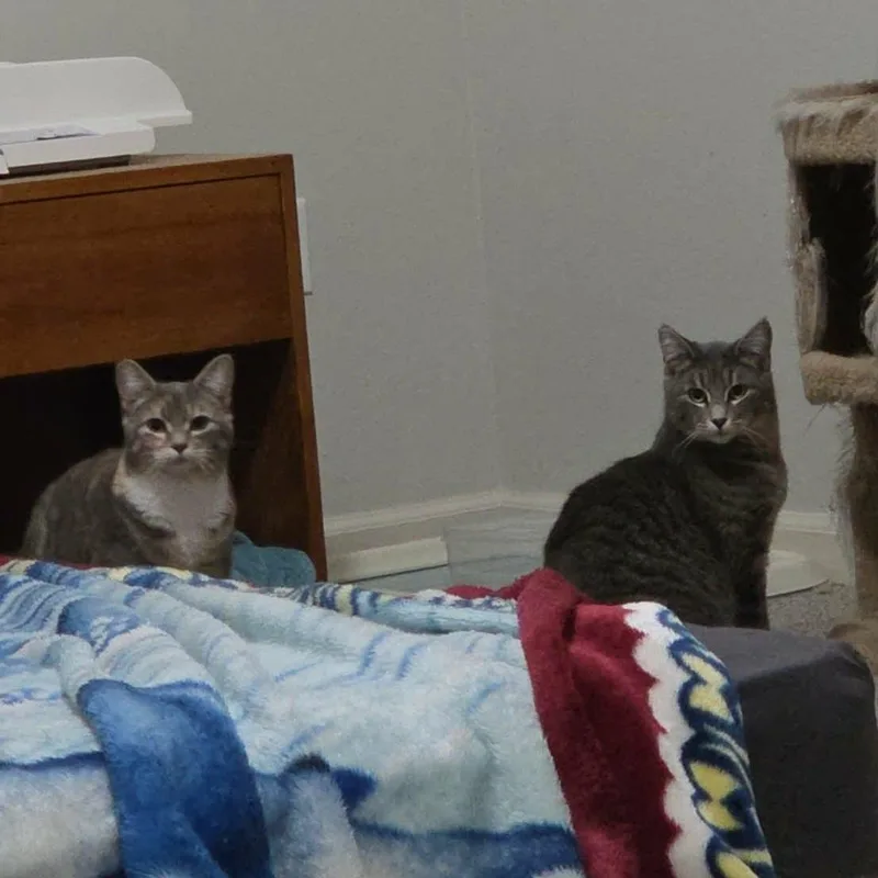 A baby medium-sized female Tabby (Gray / Blue / Silver) Tabby cat named Teddy And Tilly for adoption in Gladstone, OR