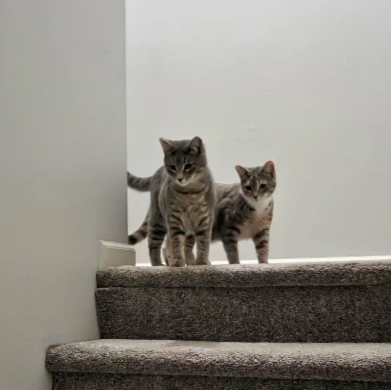 Teddy And Tilly thumbnail 2