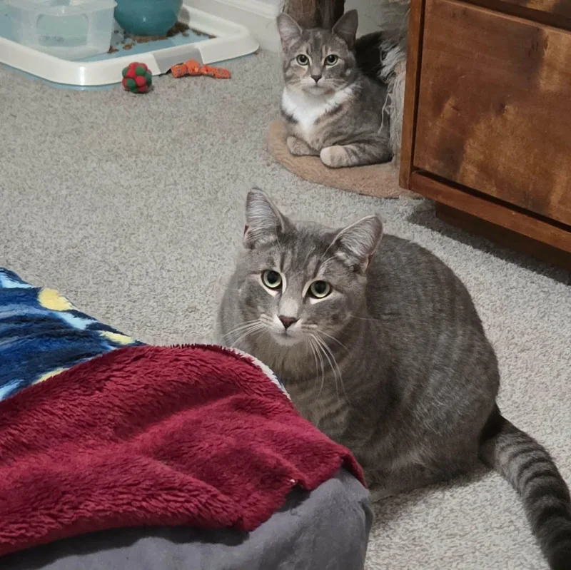 Teddy And Tilly thumbnail 3