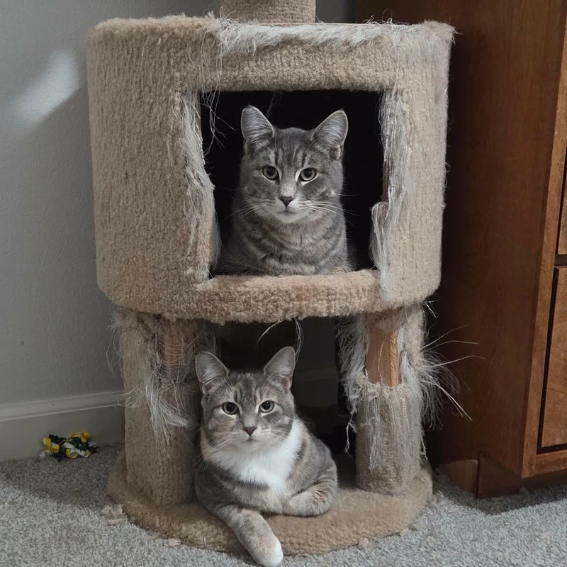 Teddy And Tilly thumbnail 4