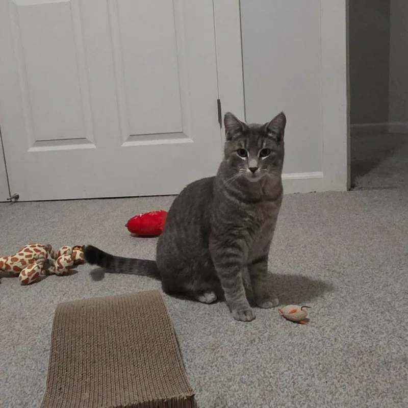 Teddy And Tilly thumbnail 5