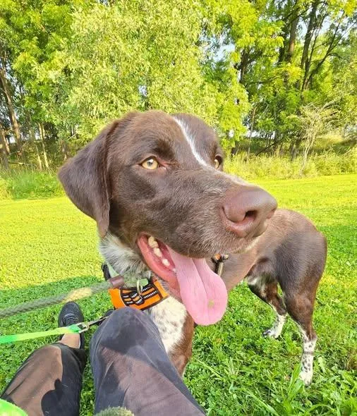 An adult medium-sized male German Shorthaired Pointer dog named Morty for adoption in Lake Odessa, MI