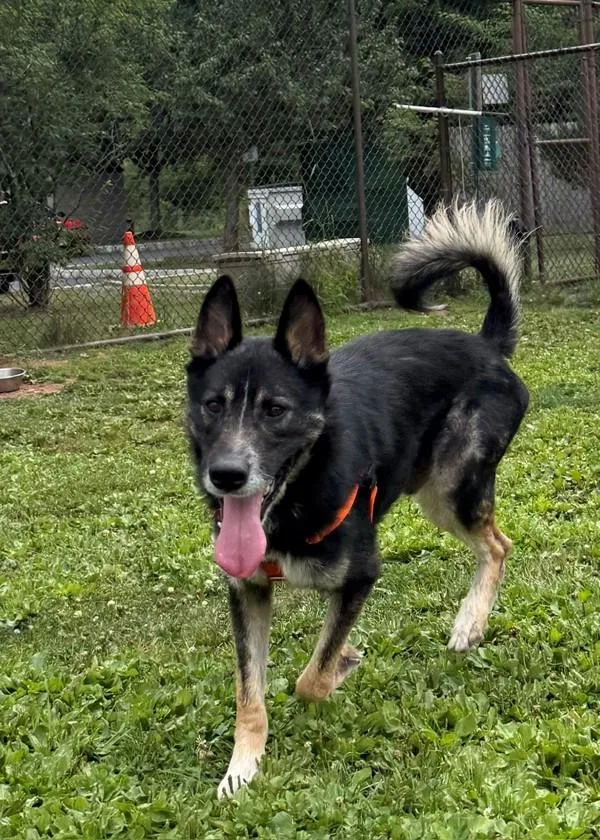 An adult medium-sized male Shepherd dog named Autobahn for adoption in Skillman, NJ