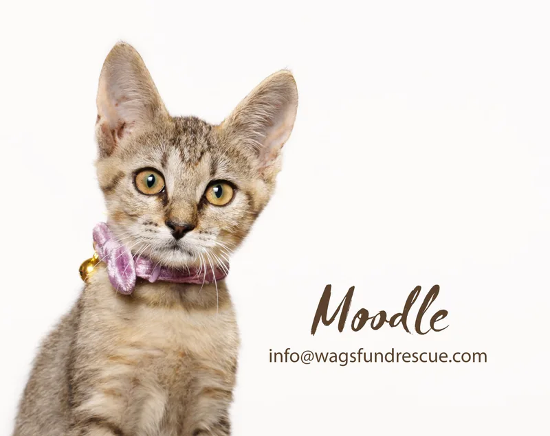 Moodle