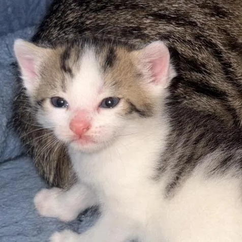 A baby small-sized female White Domestic Short Hair cat named Peeps for adoption in Winchester, VA
