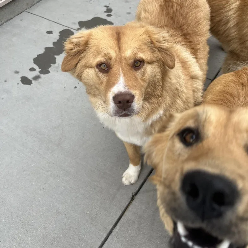 Janet  White Nose thumbnail 2