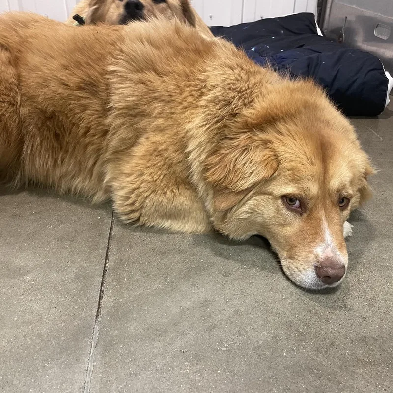 Janet  White Nose thumbnail 3