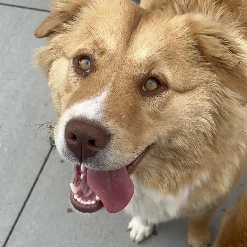 Janet  White Nose thumbnail 4