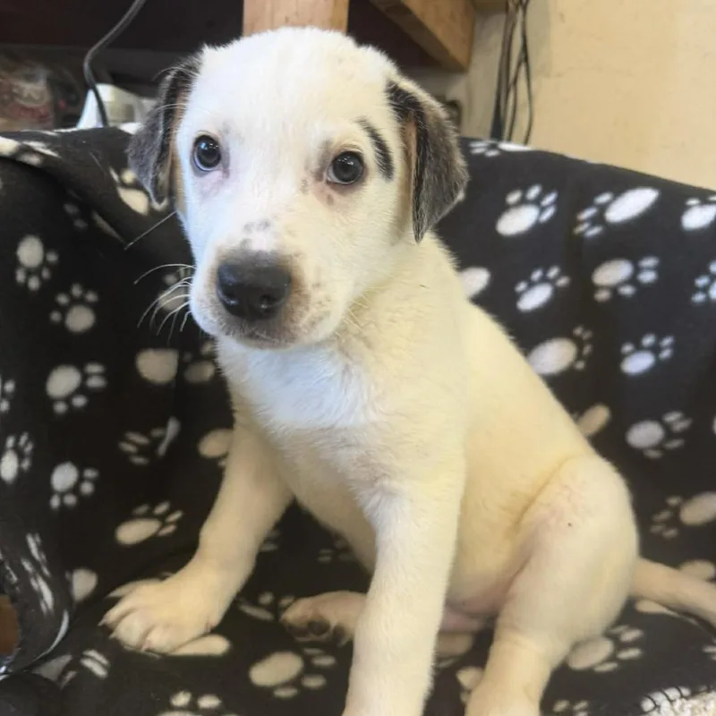 A baby large-sized male White / Cream Australian Cattle Dog / Blue Heeler dog named Dill for adoption in Fredericksburg, VA