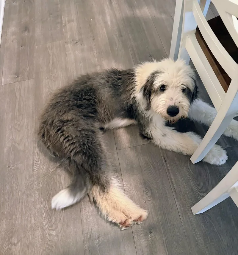 A baby medium-sized male Gray / Blue / Silver Old English Sheepdog dog named Major A for adoption in Silsbee, TX