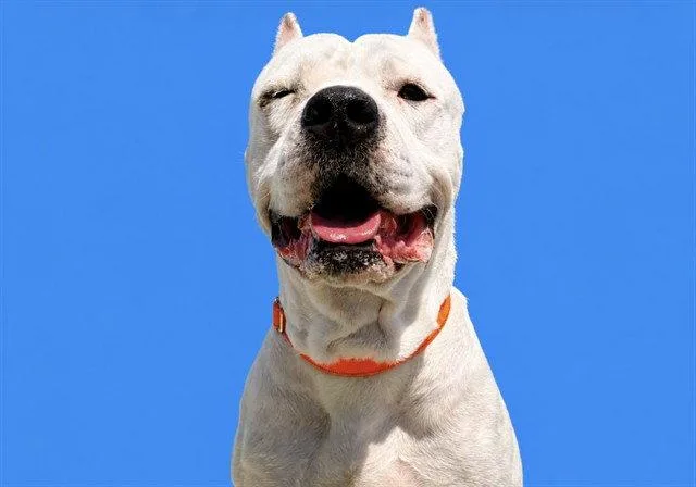 An adult large-sized male Dogo Argentino dog named Smiley for adoption in Tavares, FL