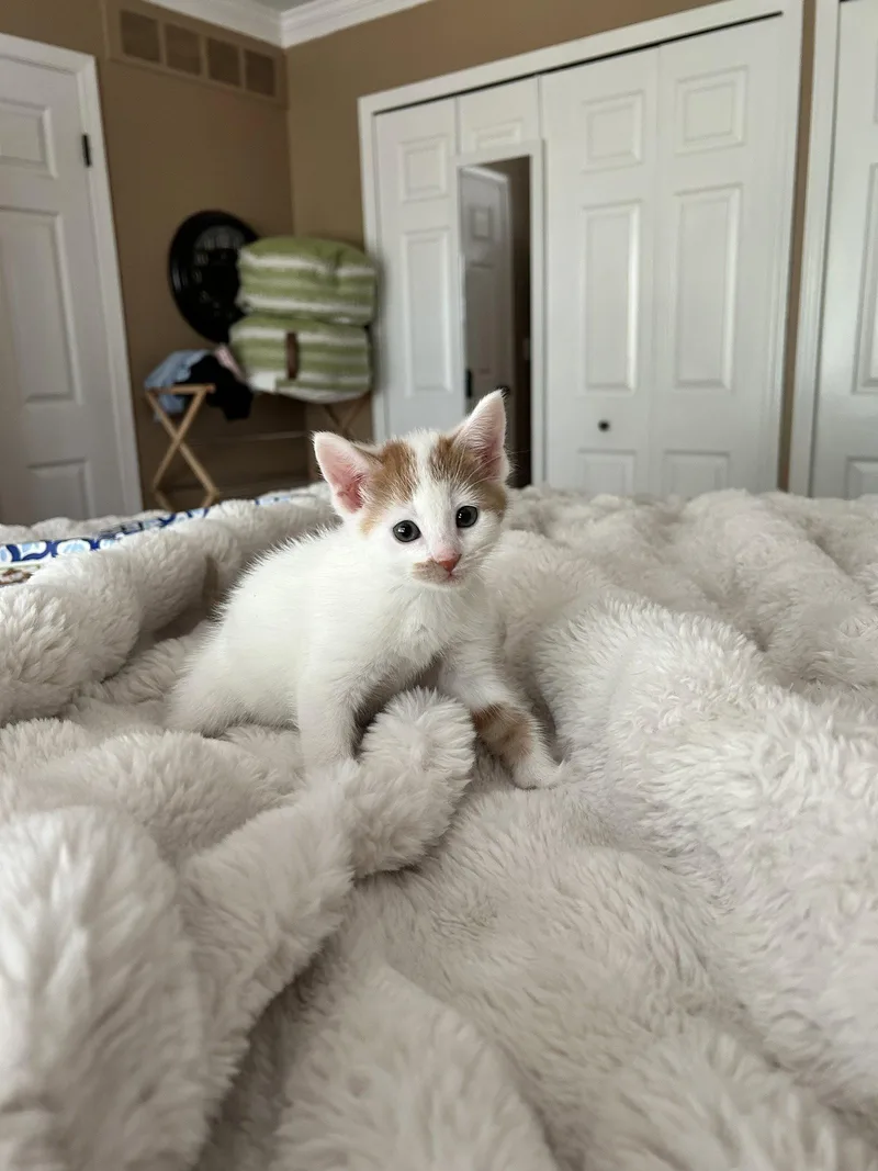 A baby medium-sized male Orange & White Domestic Short Hair cat named Pralines n' Cream for adoption in Walled Lake, MI