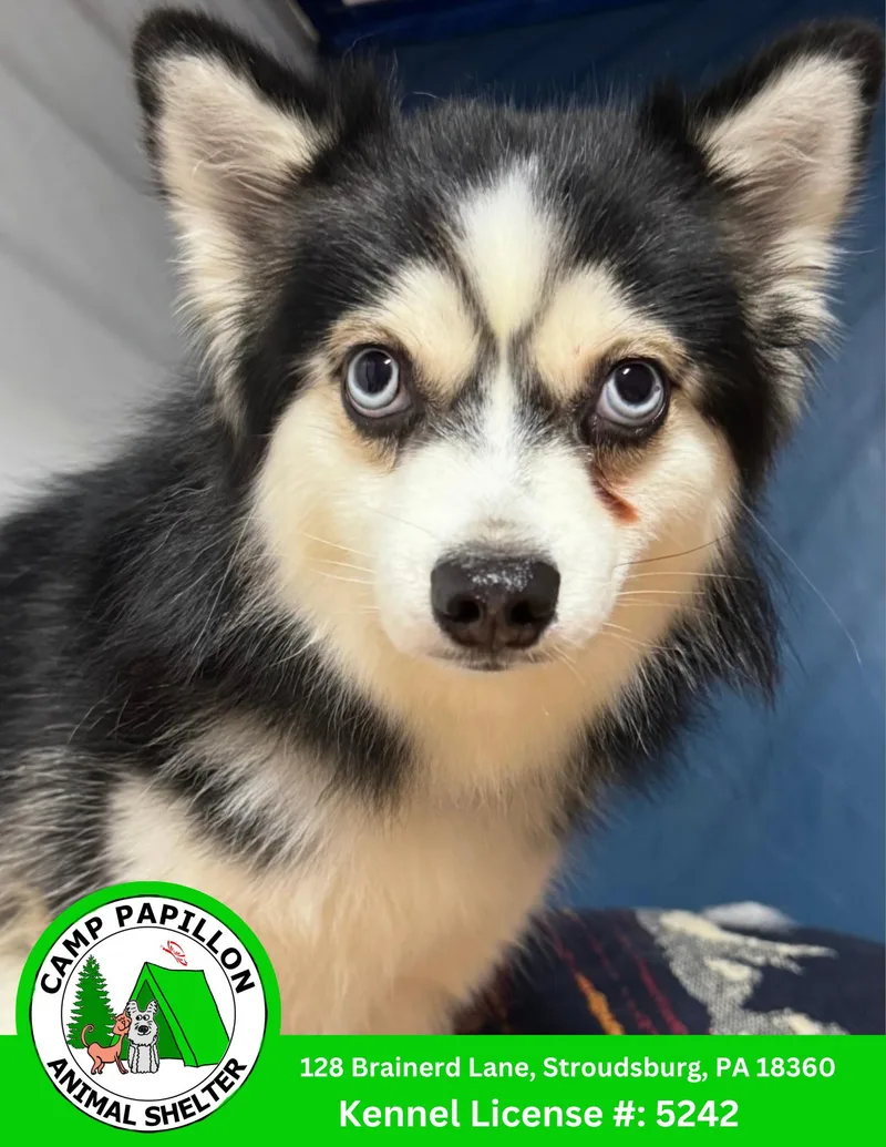 Loki