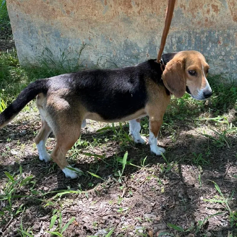An adult medium-sized male Black Beagle dog named Bart for adoption in Hackett, AR