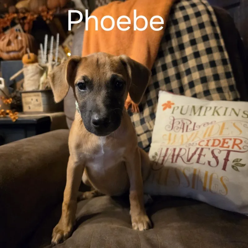 A baby medium-sized female Boxer dog named Phoebe for adoption in Bartlett, TN