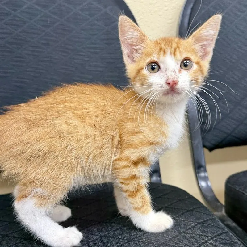 A baby small-sized male Orange / Red Domestic Short Hair cat named Wiley for adoption in Austin, TX