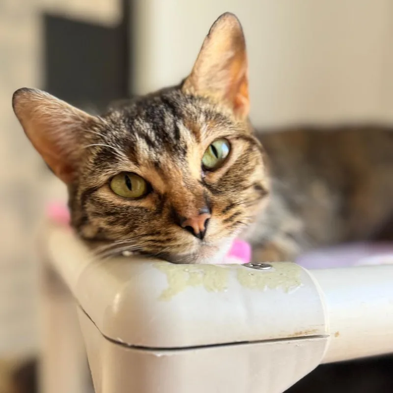 An adult medium-sized female Brown / Chocolate Domestic Short Hair cat named Lemon for adoption in New York, NY