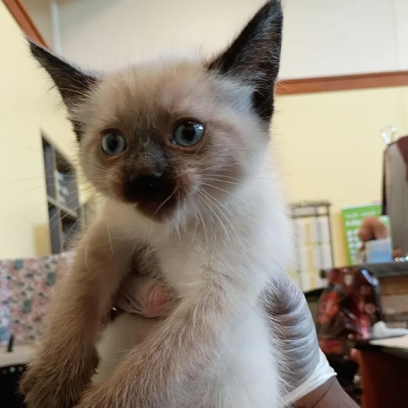 A baby small-sized male Lilac Point Siamese cat named Wisdom for adoption in Lynchburg, VA