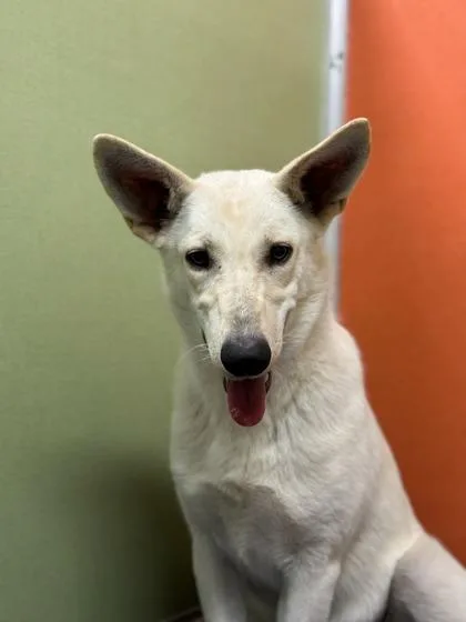 An adult large-sized female Shepherd dog named Spirit for adoption in Visalia, CA