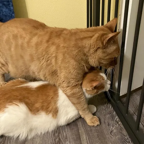 Little Buddy  Bonded thumbnail 2